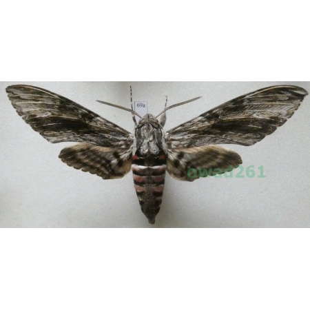 Agrius convolvuli (Linnaeus, 1758) female Czech 102mm69a